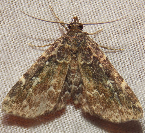 Smoky Idia Moth photo 5