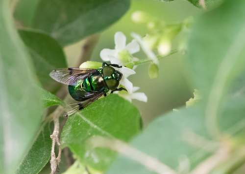 Unknown species found near National Butterfly Center, 3333 Butterfly Pk Dr, Mission, TX 78572, USA