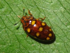 Mycotretus duodecemguttatus