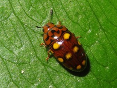 Mycotretus duodecemguttatus