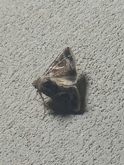 Thysanoplusia indicator