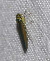 Ishidaella tumida