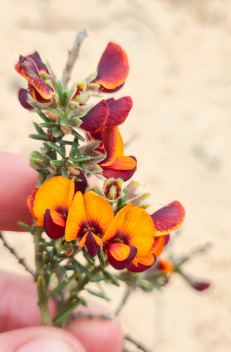 mallee aotus (Aotus subspinescens)