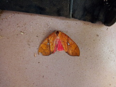 Miniodes discolor