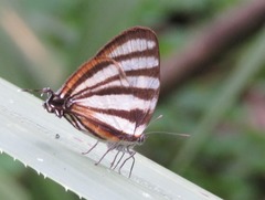 Arawacus separata