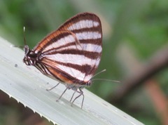 Arawacus separata
