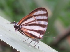 Arawacus separata