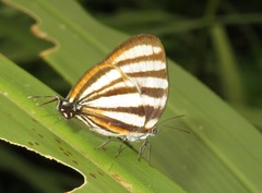 Arawacus separata
