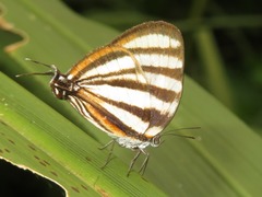 Arawacus separata