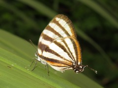 Arawacus separata