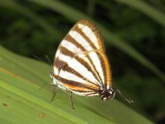 Arawacus separata
