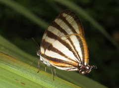 Arawacus separata
