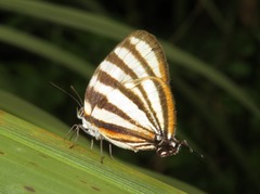 Arawacus separata