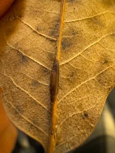 Unknown species found near Centreville, VA, US