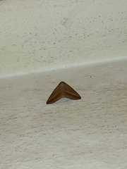 Lepidoptera