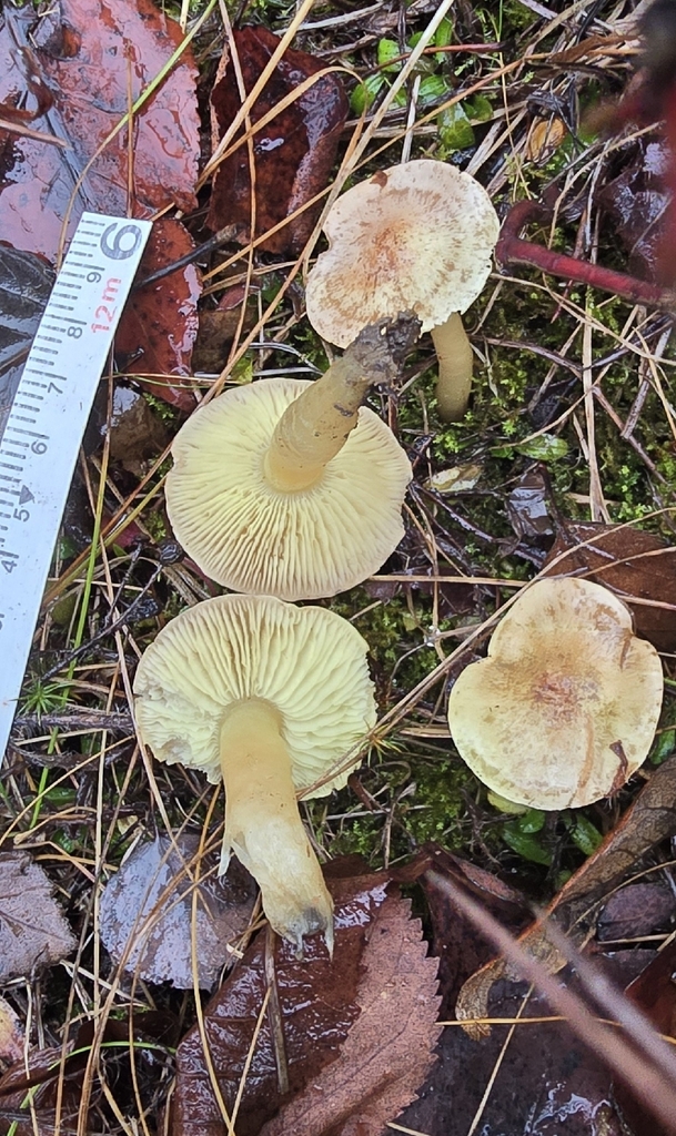 Tricholoma sp. 'ulvinenii-PNW07'