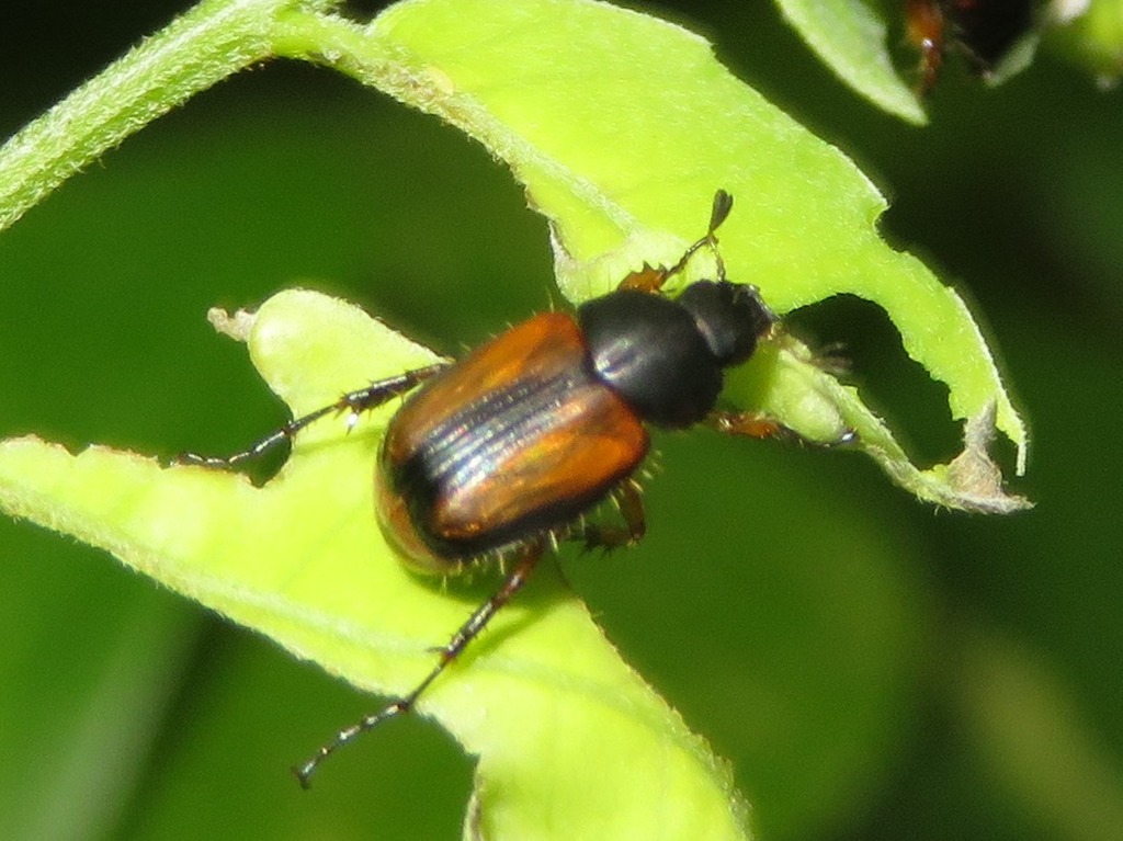 Oncerini