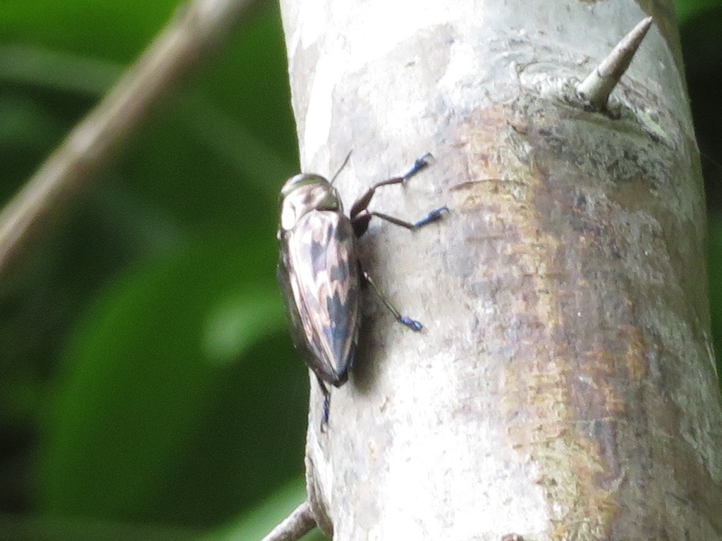 Actenodes signatus