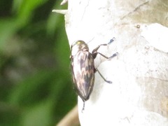 Actenodes signatus