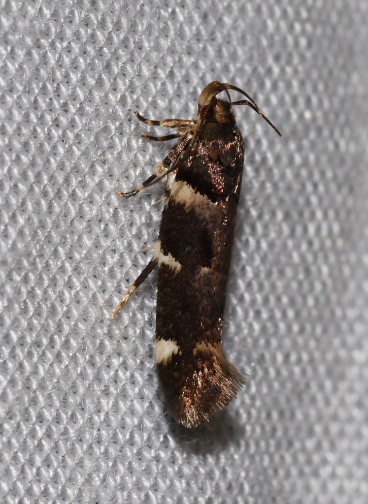 Macrobathra ceraunobola