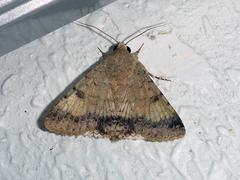 Pandesma anysa