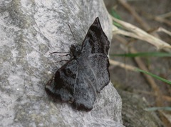 Antigonus erosus
