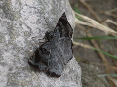 Antigonus erosus