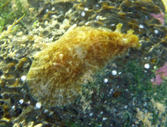 Dolabrifera dolabrifera