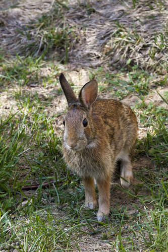 Eastern Cottontail photographed in Maryland