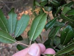 Quercus phillyreoides, photograph (c) Joseph Aubert, some rights reserved (CC BY)