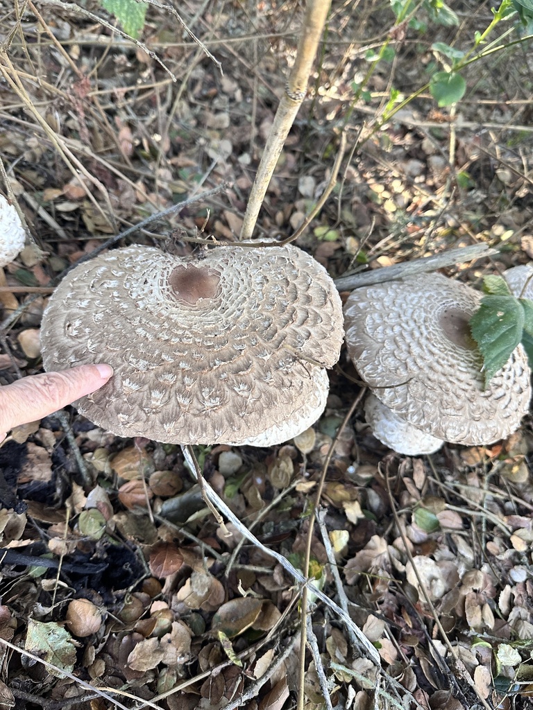 Chlorophyllum olivieri · December 2025 · photo: © grnleaf (iNaturalist, cc0)