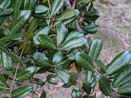 Quercus Phillyraeoides (Quercus phillyreoides)