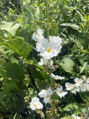Aquarius grandiflorus, photograph cactusauria, CC BY, iNaturalist via GBIF