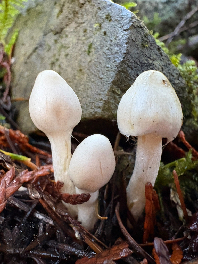 Inocybe geophylla