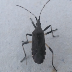 Dicranocephalus agilis