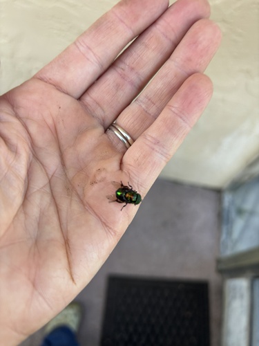 Unknown species found near SW 61st Ave, Boca Raton, FL, US