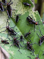 Chromacris psittacus