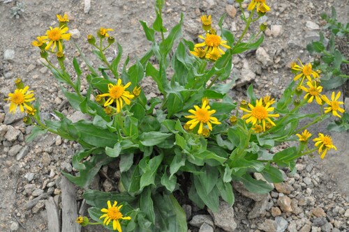 thickleaf ragwort (Senecio crassulus)