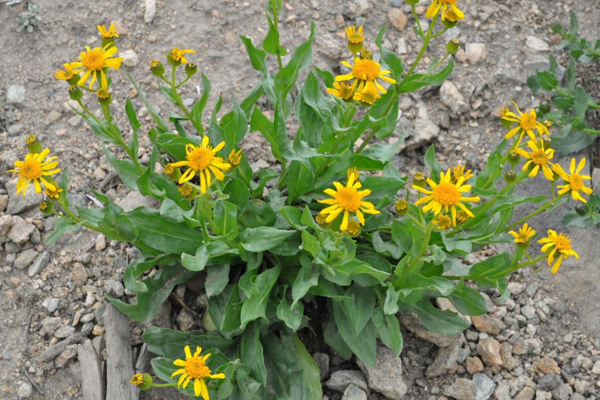 Senecio crassulus