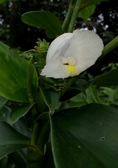 Costus arabicus