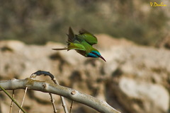 Merops cyanophrys