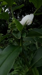 Costus arabicus