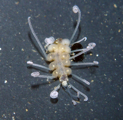 Amblyosyllis