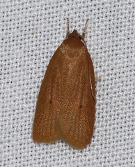 Enoplidia simplex