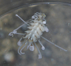 Amblyosyllis