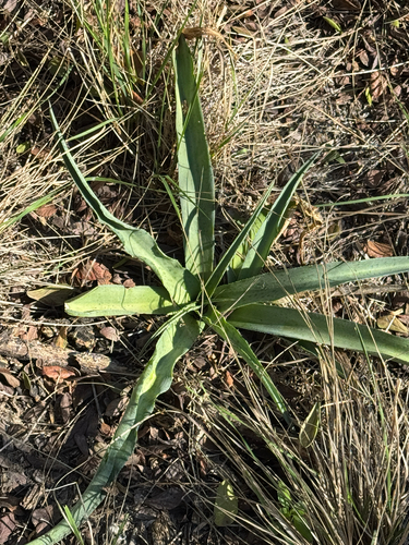 Texas Tuberose (Manfreda maculosa)