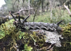 Citheronia brissotii