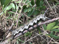 Citheronia brissotii