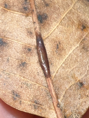 Unknown species found near Centreville, VA, US