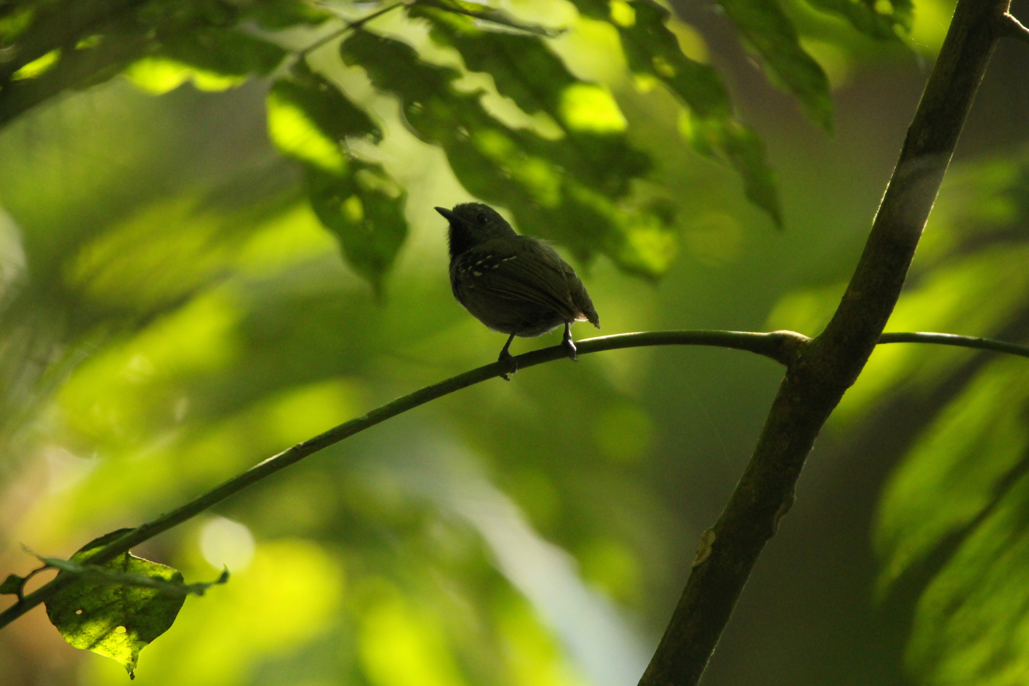 Salvadori's Antwren (Myrmotherula minor), photo 7